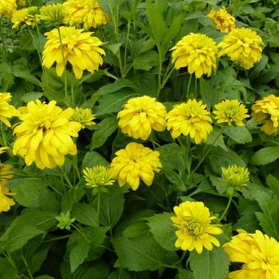 Slipbladige zonnehoed - Rudbeckia laciniata 'Goldquelle'