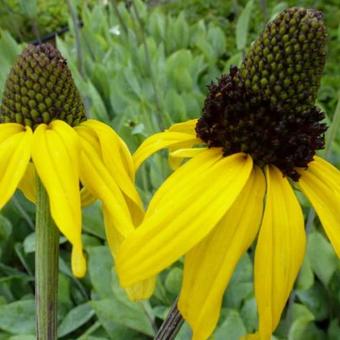 Rudbeckia maxima