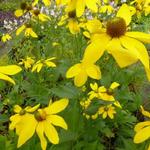 Zonnehoed - Rudbeckia nitida 'Herbstsonne'