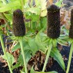 Zonnehoed - Rudbeckia occidentalis 'Green Wizard'