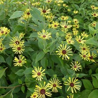 Rudbeckia subtomentosa 'Henry Eilers'