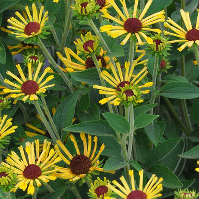 Zonnehoed - Rudbeckia subtomentosa 'Little Henry'