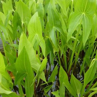 Sagittaria latifolia