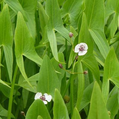 Sagittaria sagittifolia - Pijlkruid