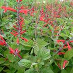 Salvia elegans 'Scarlet Pineapple' - Ananassalie