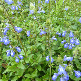 Salvia forreri