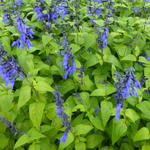 Salvia coerulea 'Black and Blue' - Salie