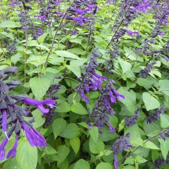 Salvia 'Amistad'