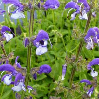 Salvia 'Madeline'