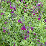 Salvia 'Nachtvlinder' - Salie - Salvia 'Nachtvlinder'