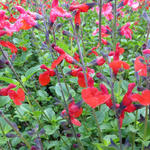 Salvia 'Royal Bumble' - Salie