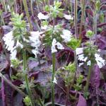 Salvia lyrata 'Purple Knockout' - Kankerkruid