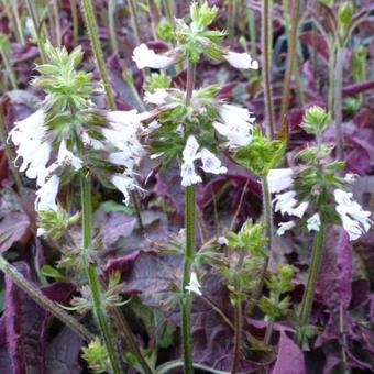 Salvia lyrata 'Purple Knockout'