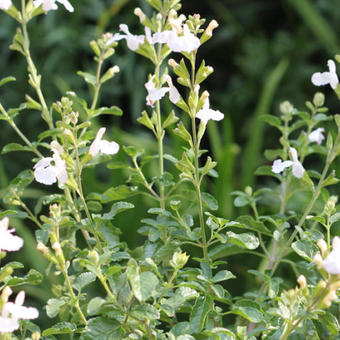 Salvia microphylla 'Gletsjer'