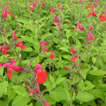 Salvia microphylla