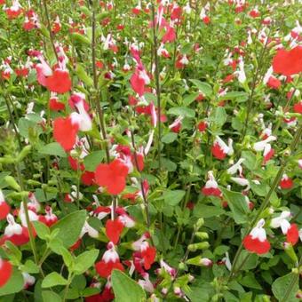 Salvia x jamensis 'Hot Lips'