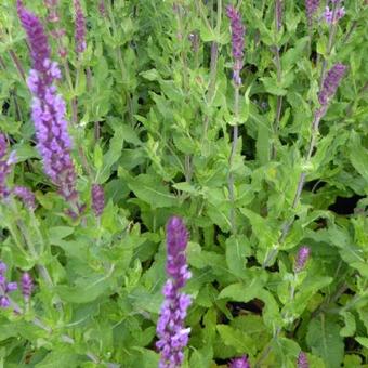 Salvia nemorosa 'Amethyst'