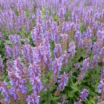 Salvia nemorosa 'Blauhügel'