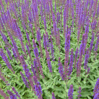 Salvia nemorosa 'Caradonna'