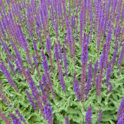 Salvia nemorosa 'Caradonna' - Salie