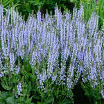 Salvia nemorosa 'Crystal Blue' - Salie