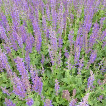 Salvia x sylvestris 'Mainacht'