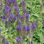 Salvia nemorosa 'Marcus' - Salie