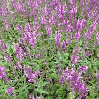 Salvia nemorosa 'Pink Friesland'