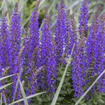 Salvia nemorosa 'Rianne - Salie