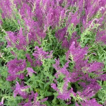 Salvia nemorosa 'Schwellenburg'