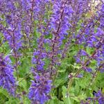 Salvia nemorosa 'Viola Klose' - Salie