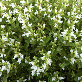 Salvia officinalis 'Albiflora'