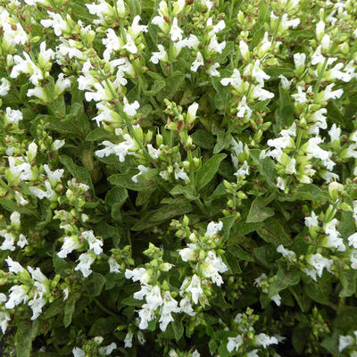 Echte salie - Salvia officinalis 'Albiflora'