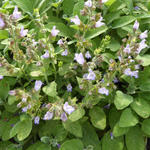 Salvia officinalis 'Berggarten' - Breedbladige salie