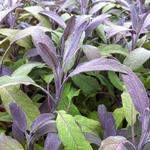 Salvia officinalis 'Purpurascens' - Salie, keukensalie