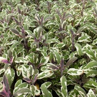 Salvia officinalis 'Tricolor'