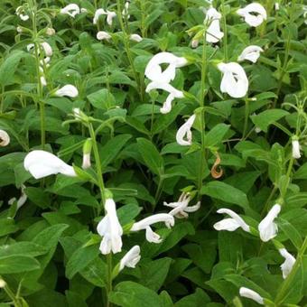 Salvia patens 'White Trophy'