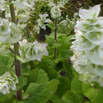 Salvia sclarea 'Vatican White'