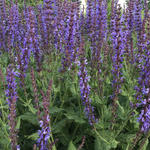 Salvia x sylvestris 'Dear Anja' - Salie