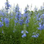 Salvia uliginosa 'African Skies' - Salie