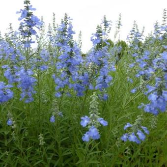 Salvia uliginosa 'African Skies'