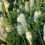 Sanguisorba canadensis - Pimpernel