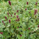 Sanguisorba menziesii 'Dali Marble' - Pimpernel