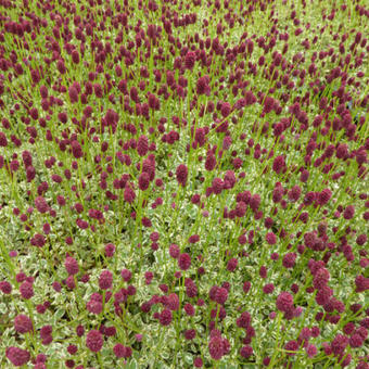 Sanguisorba minor 'Little Angel'