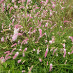 Sanguisorba 'Pink Brushes' - Pimpernel