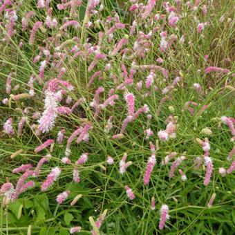 Sanguisorba 'Pink Brushes'