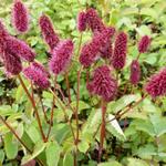 Sanguisorba menziesii - Pimpernel