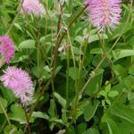 Sanguisorba obtusa - Japanse pimpernel