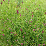 Sanguisorba obtusa 'Chocolate Tipp' - Japanse pimpernel