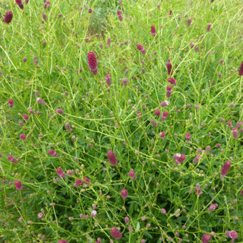 Sanguisorba obtusa 'Chocolate Tipp'